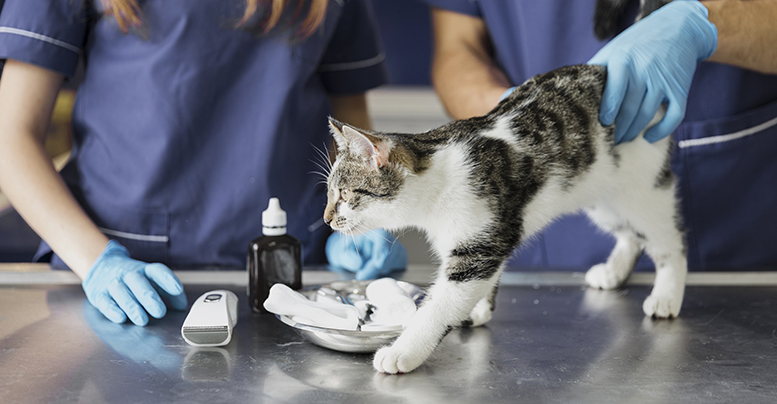 Аптечка для кота: лекарства и средства первой необходимости
