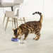 Сухой корм Cat Chow для контроля образования комков шерсти – интернет-магазин Ле’Муррр