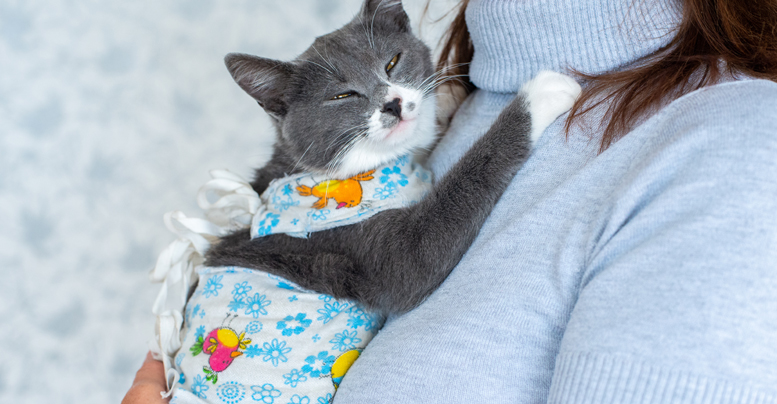 Защитная попона для кошки после стерилизации: как завязать и сколько носить