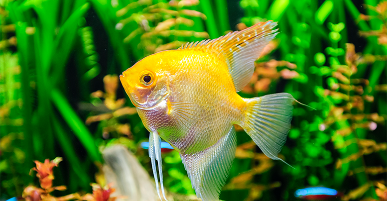 Как кормить живым кормом рыбок в аквариуме и мальков: особенности