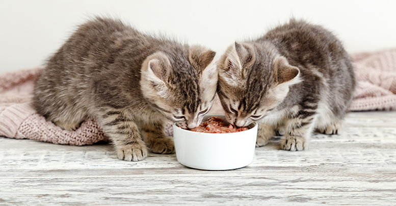 Консервы для котят: какой корм выбрать для мейн-кунов, шотландских,  сфинксов и других