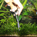 JBL ProScape Tool S 16 spring - Пружинные ножницы для мхов и газонов в аквариуме, 16 см – интернет-магазин Ле’Муррр