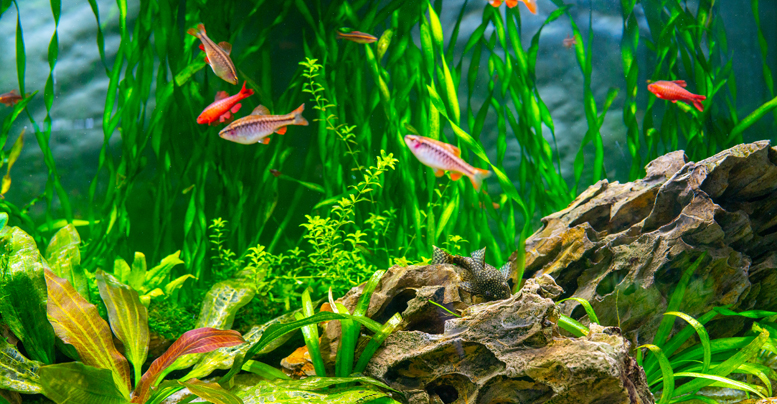 Как бороться с зеленой, мутной водой в аквариуме: средства для очистки 