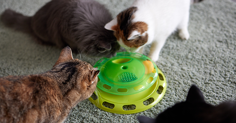 Интерактивные игрушки для кошек: с мятой, с шариком, с перьями