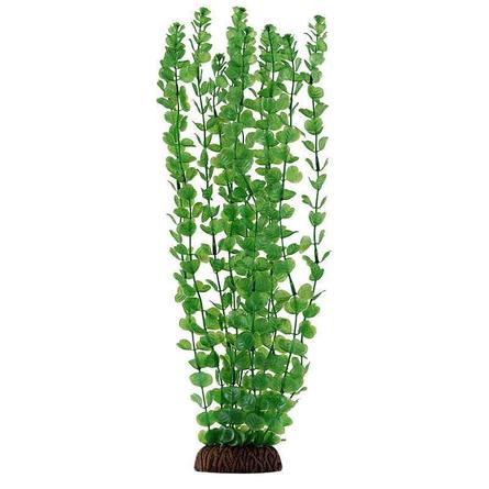 Растение зелёное Бакопа - фото 1