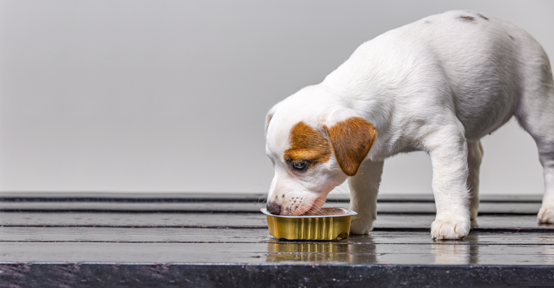 Ответы aikimaster.ru: Собака ест только мясо, как приучить есть обычную еду которые сами едим?