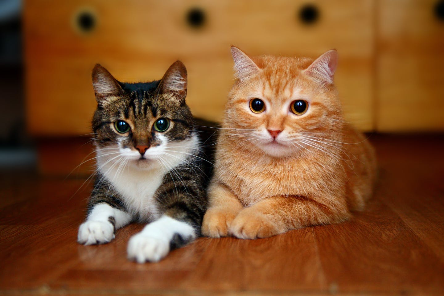 Болезни печени у кошек | Апиценна