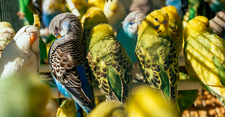 Корма для волнистых попугаев: виды, состав, цена, рейтинг, где купить