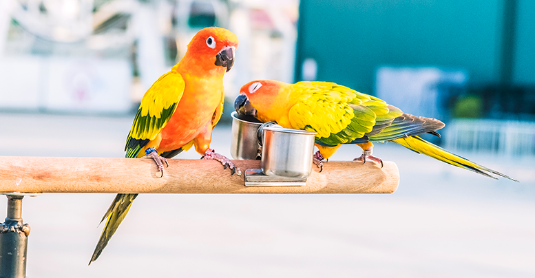 Аксессуары для попугаев – купить по низкой цене - Интернет-зоомагазин Zoovolna