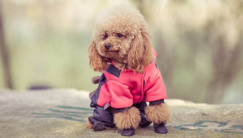 Виды одежды для собак крупных и маленьких пород: защитная, декоративная, по  сезонам