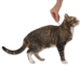 Адвантейдж® капли на холку от блох для кошек более 4 кг - 1 пипетка – интернет-магазин Ле’Муррр