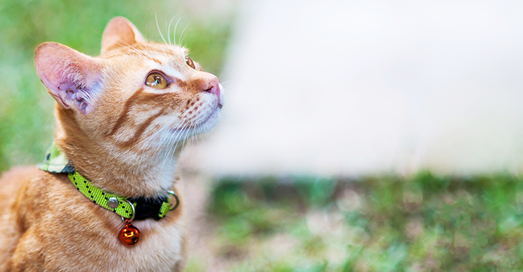 Прогулочные и специальные ошейники для кошек: как выбрать, надеть и приучить