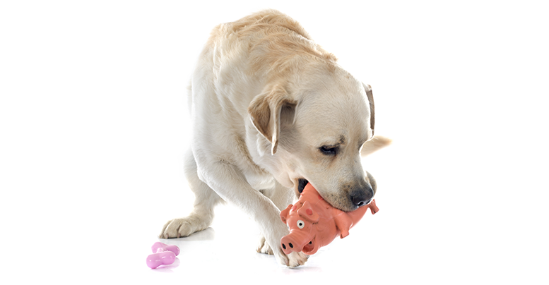 10 самых прочных игрушек для собак