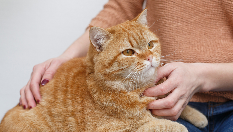 Как ухаживать за котом после кастрации: обработка раны, питание, что можно  и что нельзя