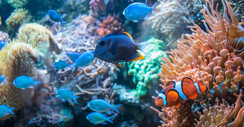 Узнайте все о содержании морского аквариума дома для начинающих в статье от Аква-Сто