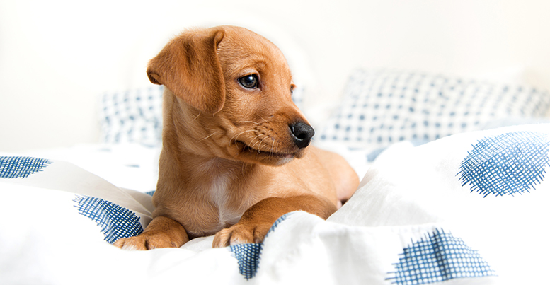 Пеленки для щенков и взрослых собак: назначение, виды и критерии выбора