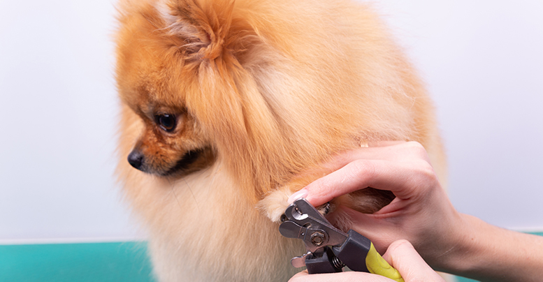 Как правильно стричь когти собаке когтерезкой, как держать инструмент 