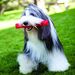 Kong Squeezz Мяч для собак, хрустящий с пищалкой, L, резина, цвет в ассортименте – интернет-магазин Ле’Муррр