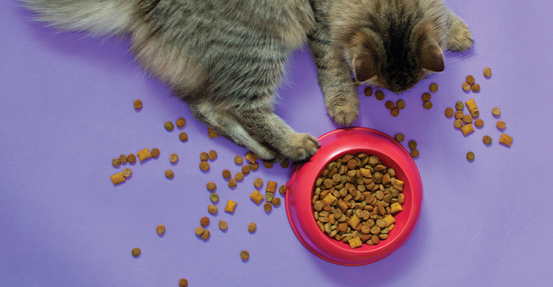 Ветеринарные корма для кошек для пищеварения: как выбрать
