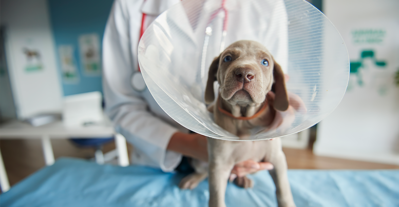 Список наиболее частых заболеваний собак и щенков по симптомам