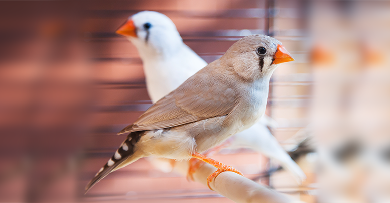 Чем кормить амадин в домашних условиях – птиц и птенцов