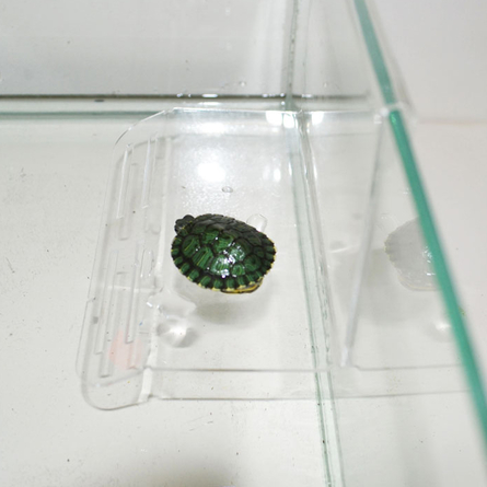 Данко Плотик для черепах на стенку - фото 1