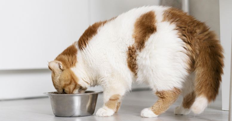 Зачем кошка зарывает миску после еды: как отучить