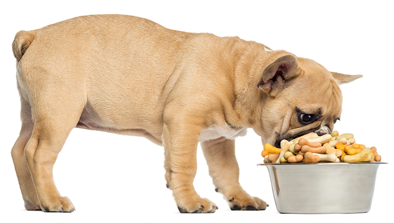 Питание собак в домашних условиях: корм, натуралка, смешанное, система BARF и RAW