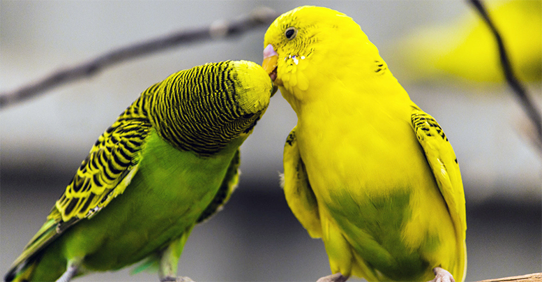 Как правильно отличить самку от самца попугая