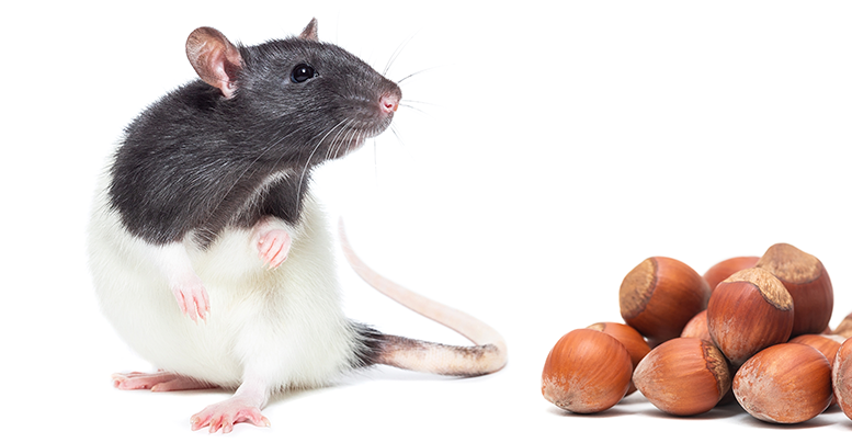 Особенности кормления декоративных крыс и мышей 