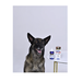 БАРС форте спрей инсектоакарицидный для собак, 100 мл – интернет-магазин Ле’Муррр