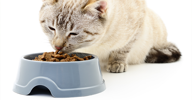 Влажные и сухие ветеринарные корма для кошек: уринари, гастро, кардио,  ренал, для печени, при аллергии