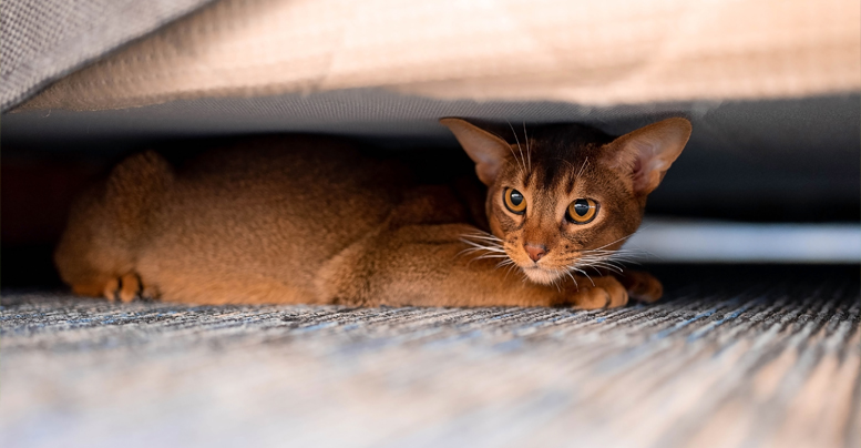 Почему кошки мочатся на постель хозяев, что делать