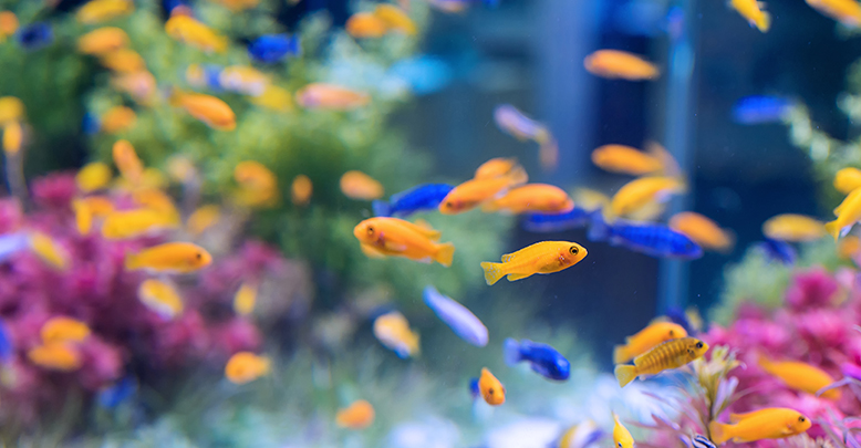 Преимущества наших внешних фильтров для аквариумов