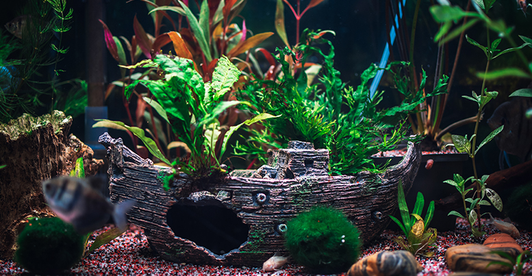Можно ли в аквариум искусственные растения