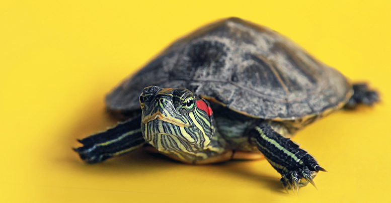 Террариум для сухопутной черепахи своими руками: руководство