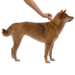 Адвантейдж® капли на холку от блох для собак от 10 до 25 кг - 4 пипетки – интернет-магазин Ле’Муррр