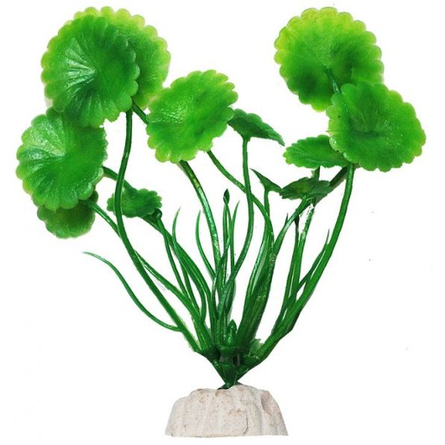 УЮТ Растение аквариумное Щитолистник зеленый
