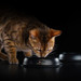 Сухой корм Pro Plan® для стерилизованных кошек и кастрированных котов, для поддержания органов чувств (с высоким содержанием лосося) – интернет-магазин Ле’Муррр