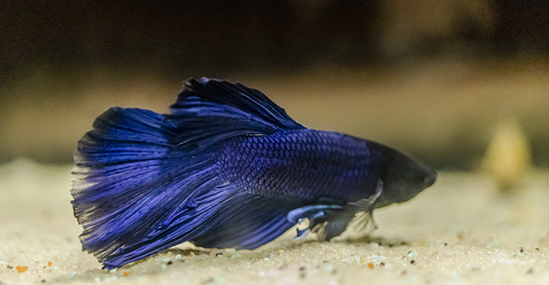 Сколько живут рыбки петушки в аквариуме: уход, содержание, кормление