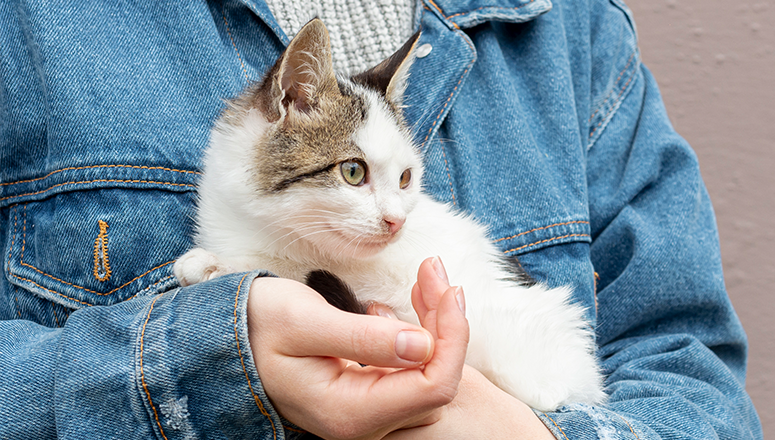 как правильно брать кошку на руки после стерилизации