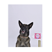АВЗ FITODOC ошейник репеллентный от блох и клещей для собак крупных пород, 80 см – интернет-магазин Ле’Муррр