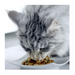 Влажный корм Purina ONE для стерилизованных кошек, с говядиной и морковью, Пауч – интернет-магазин Ле’Муррр