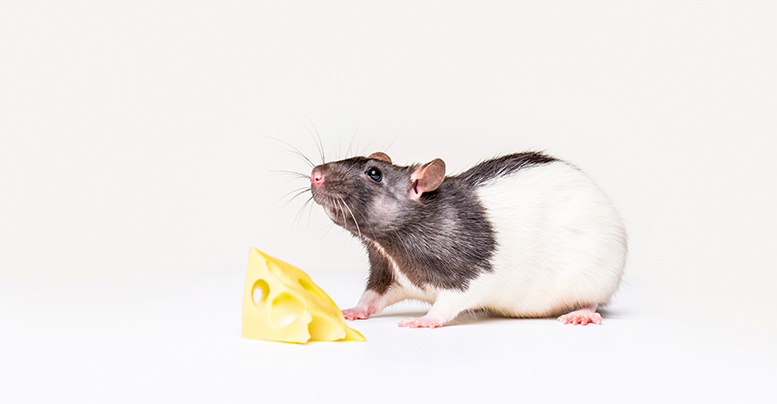 Лучший корм для декоративных крыс: как выбрать и сделать своими руками