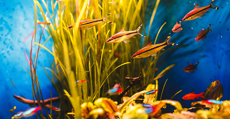 Можете ли вы выдержать засаженный растениями аквариум без фильтра