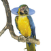 Kruuse Sale Защитный воротник для птиц – интернет-магазин Ле’Муррр