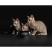Сухой корм Pro Plan для стерилизованных котят, с высоким содержанием лосося – интернет-магазин Ле’Муррр