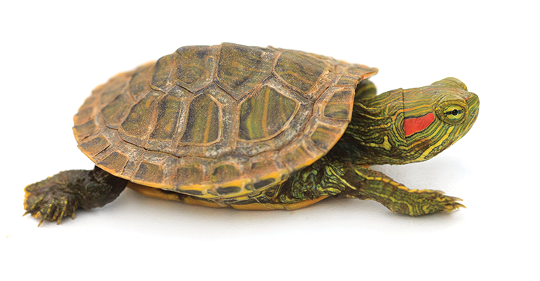 черепаха красноухая уход в домашних условиях