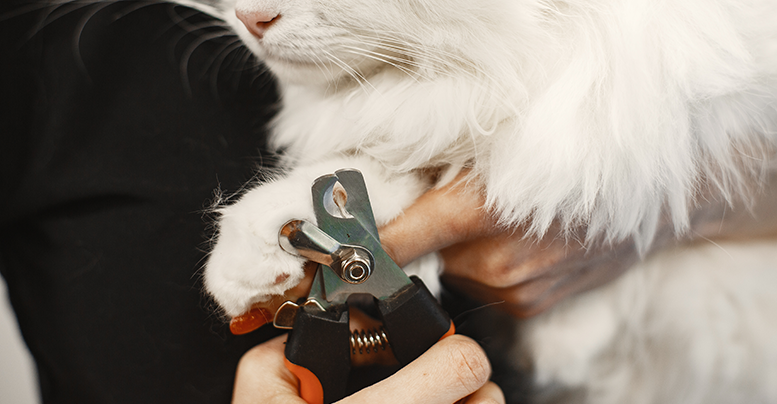 Когтерезка для кошек: виды инструментов, какой лучше