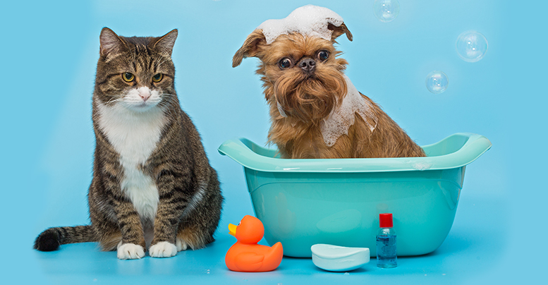 Можно ли мыть собаку шампунем для кошек и делать наоборот